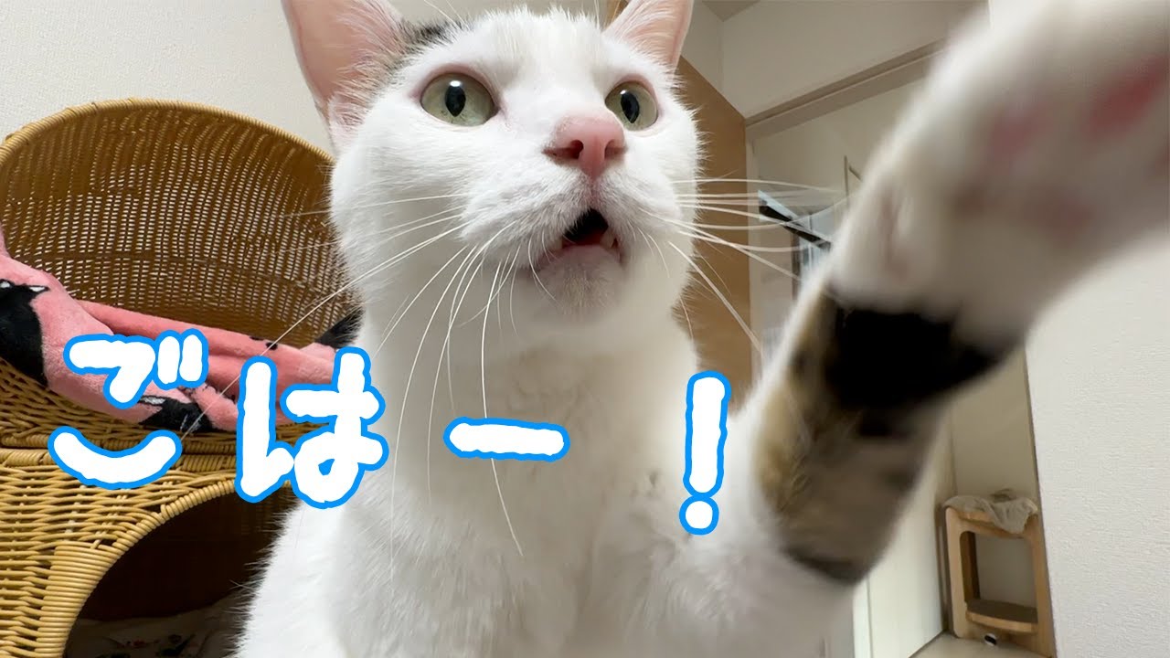 お腹が空くとママと会話出来ちゃうお喋り猫！
