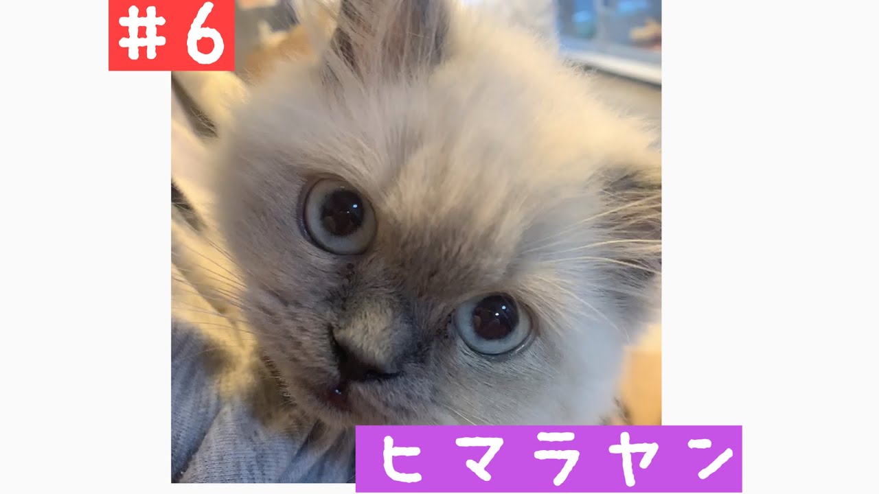 【ヒマラヤンの赤ちゃん】80cmになる！？
