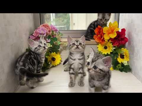 アメリカンショートヘア子猫