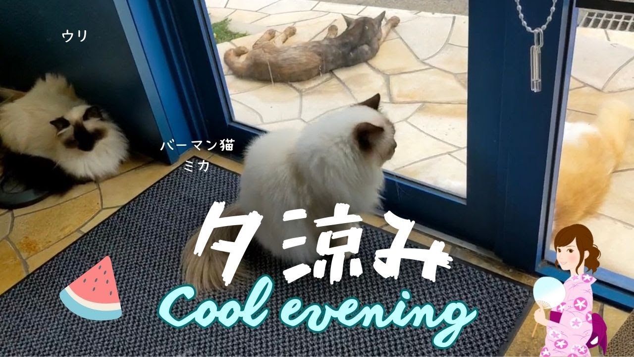バーマン猫ミカとウリとラフと外猫ちゃん【夕涼み】Cool evening（バーマン猫）Birman/Cat