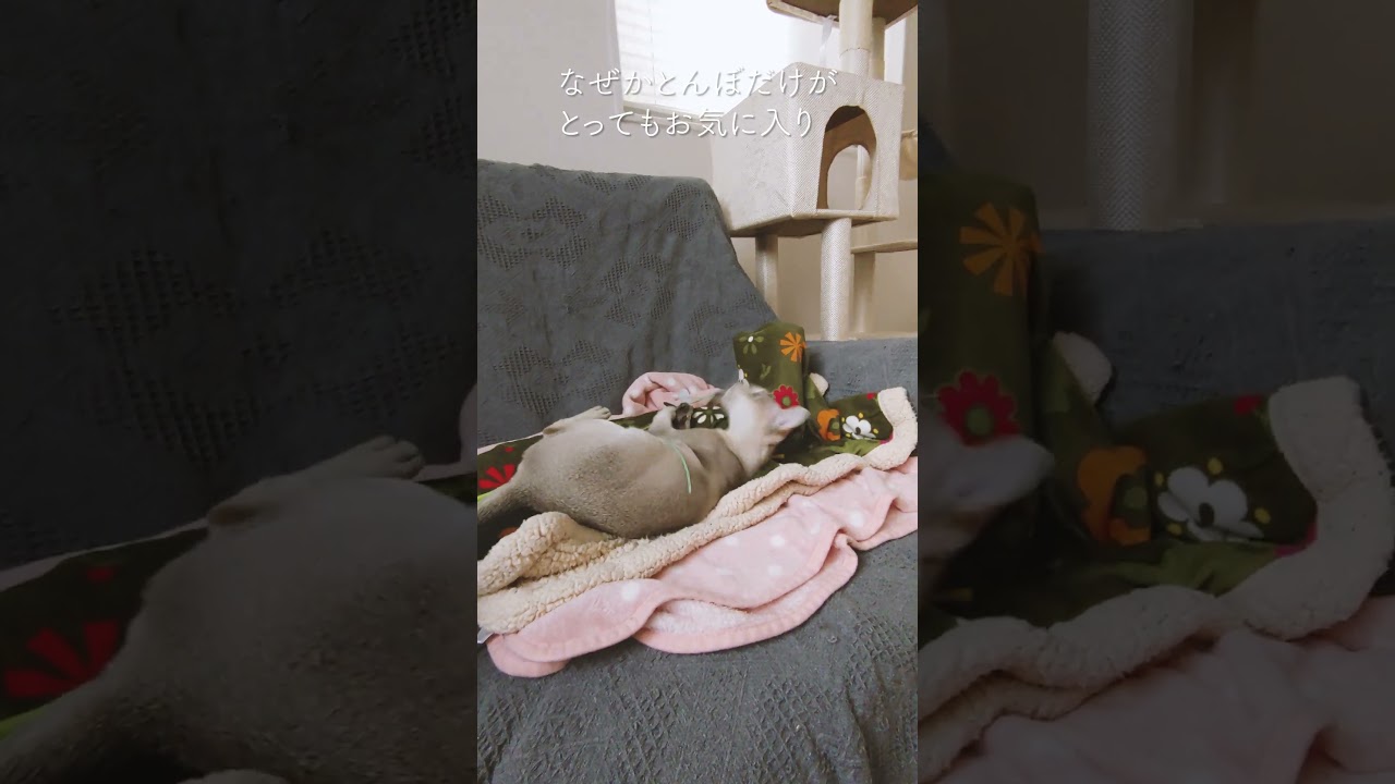 おもちゃを壊すほど夢中になって遊ぶ子猫#singapura #子猫#シンガプーラ#shorts