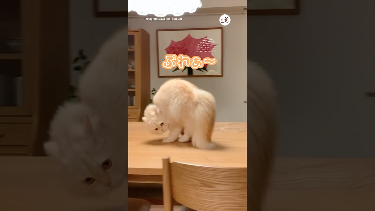 やんのかスライディング