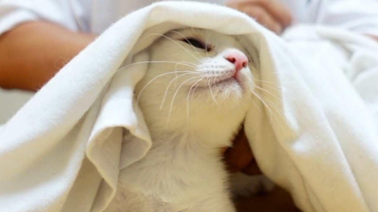 子猫のあんちゃんについての嬉しいご報告