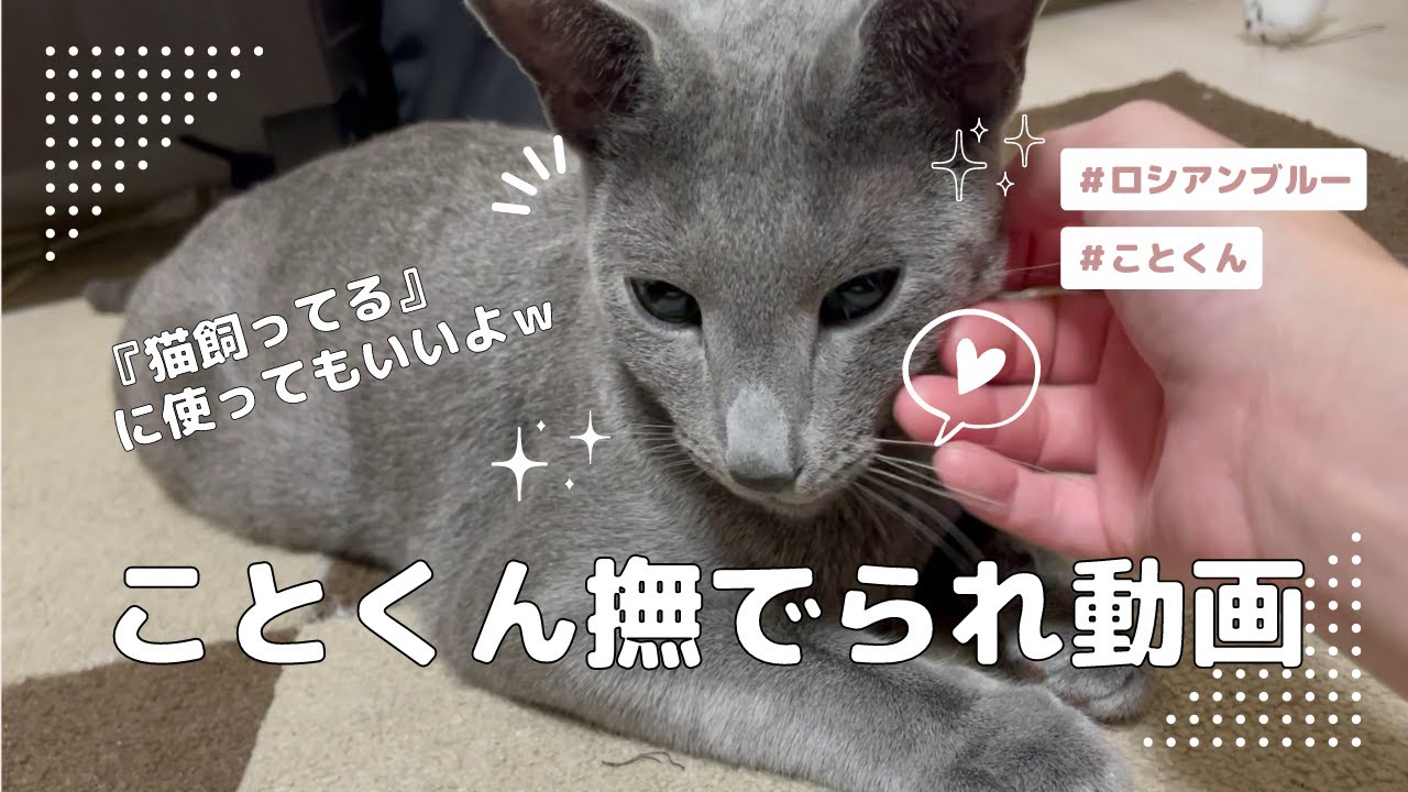甘えん坊なロシアンブルーのなでられ動画【ロシアンブルーこと】