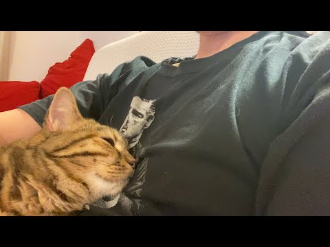 【6月2週目～4週目】かわいい子猫は落ち込んでいる夫の気持ちを察しているようです