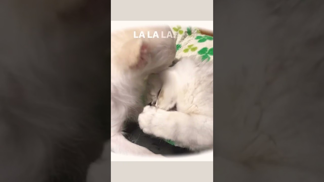 チワワとペルシャ5ヶ月頃…犬と猫だけど大の仲良し兄弟なんだよ🐾　#shorts #dog #チワワ #chihuahua #cat #ペルシャ猫