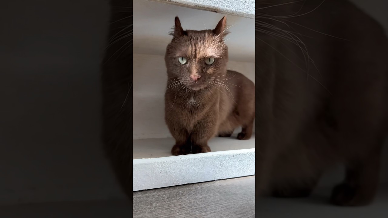 Have you ever seen a solid brown cat!? #rarecat #cat #gatos