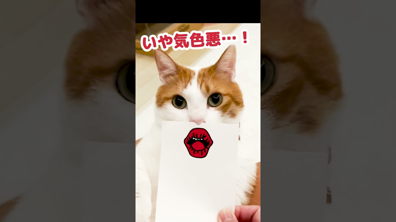 今大バズりしている『猫百面相』をやってみました #Shorts