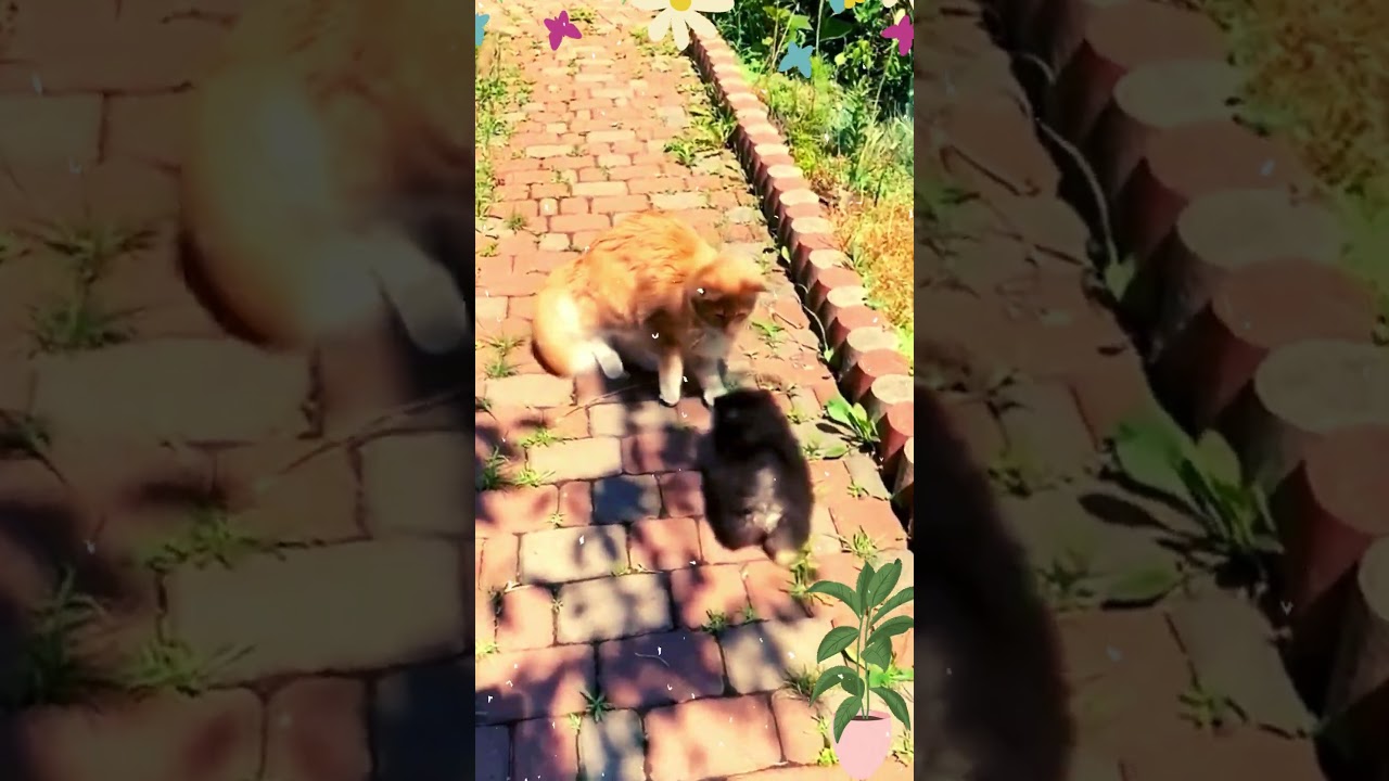 Little Black Cat Attack On Brown Cat /#shorts #ytshort