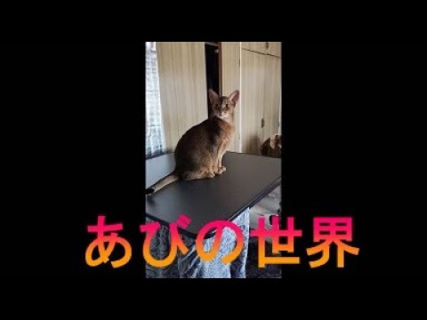 ネコ動画あび＃1867　あびの毎日　アビシニアン　あび