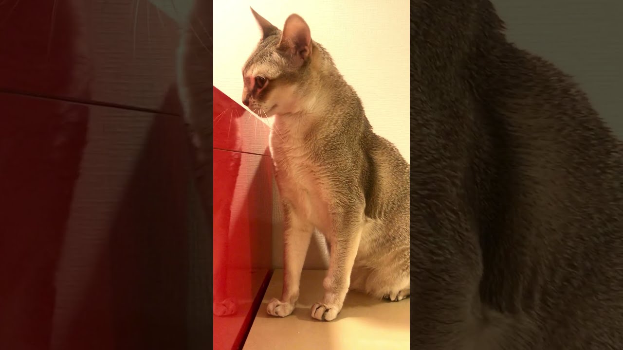 棚にグリングリンお顔をこすりつけてお出迎えのシンガプーラなのにゃ♪