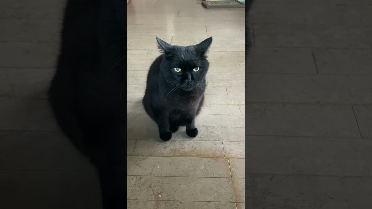 かまって🐈‍⬛　　　　　　　　　　　　　#黒猫 #cat #猫に癒される #猫の癒し #shorts