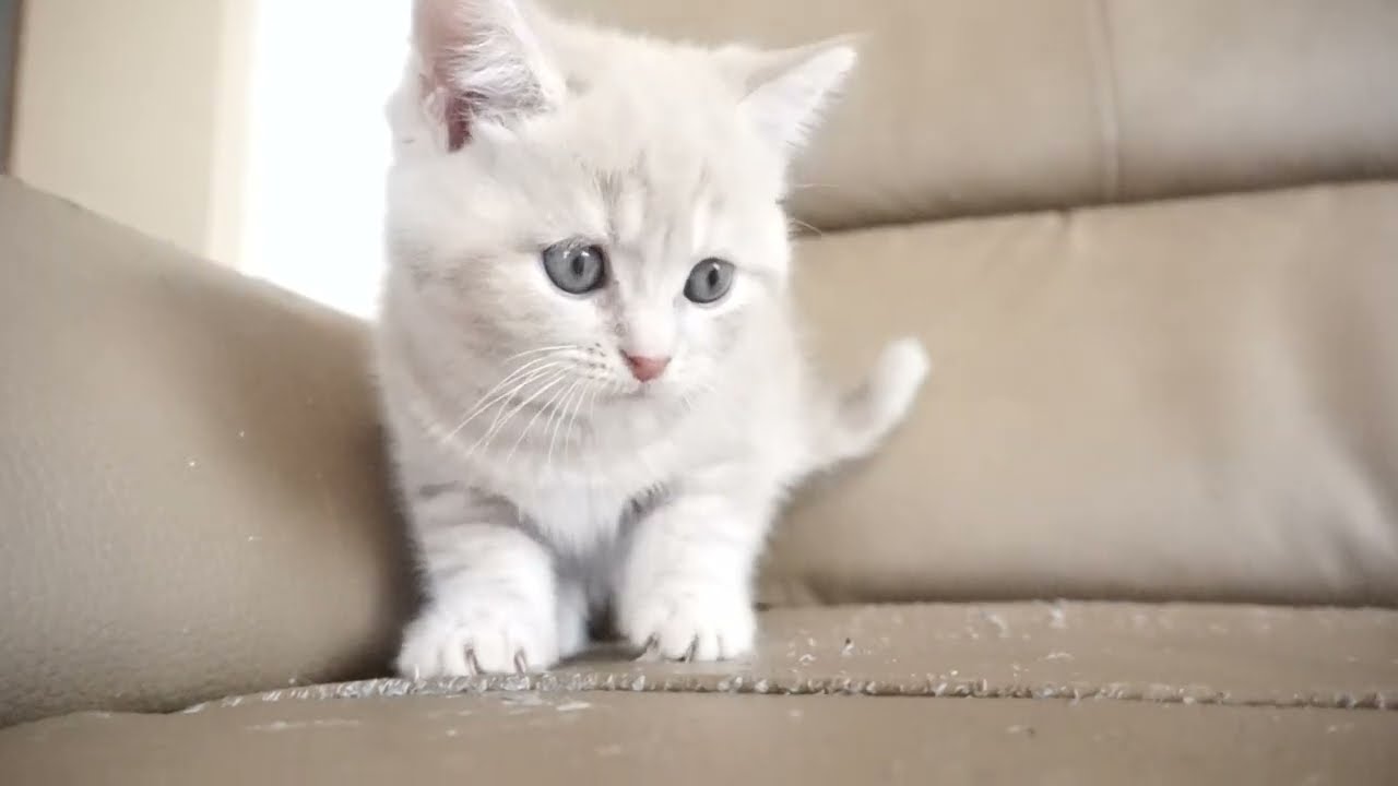 セルカークレックス子猫　2023.6.14産まれ 　クリーム　　女の子　シーダキャット猫のお店