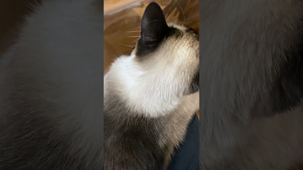 【2023.08.302】今日のシャム猫のふくさん（音無し）【たぬき猫】 #shorts