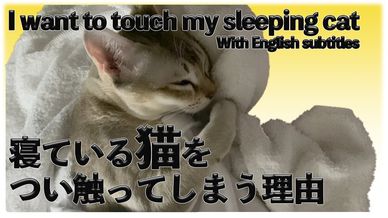 【シンガプーラ】これを見れば寝てる猫を触りたくなる理由が分かる！Reasons why you want to touch a sleeping cat＃シンガプーラ#cat #pets #猫