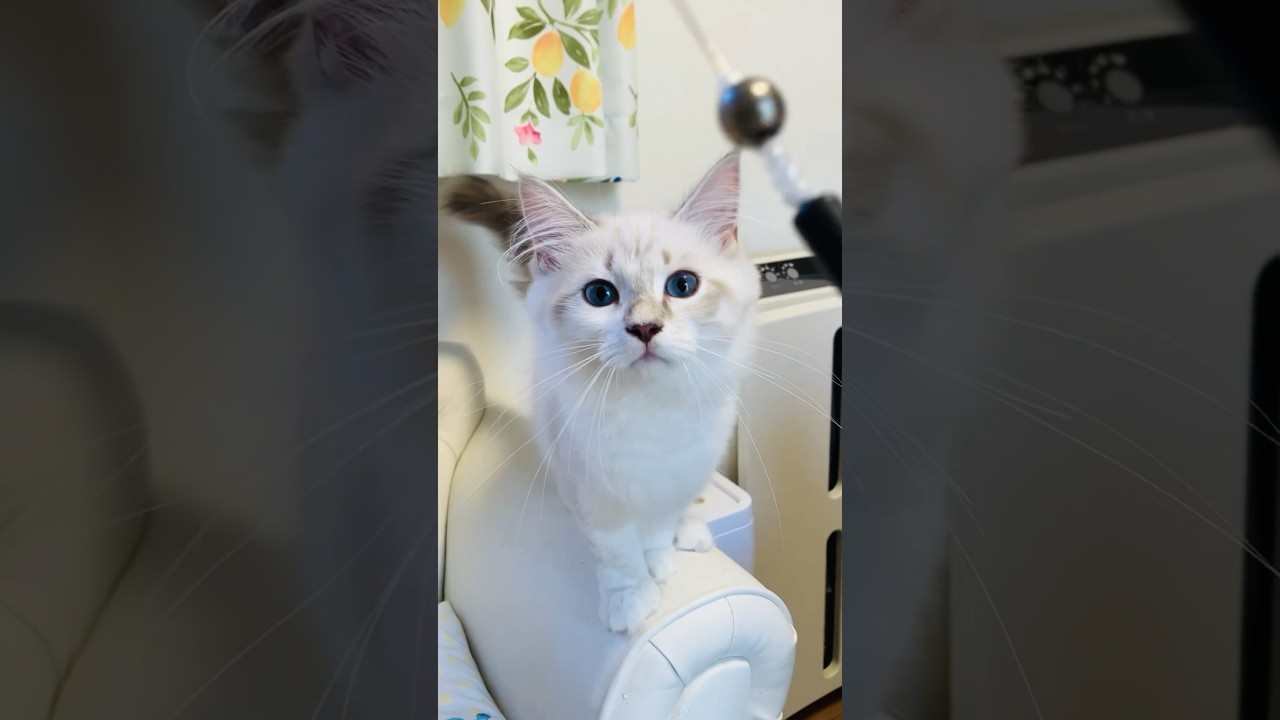 サファイアの瞳のサイベリアン#サイベリアン #長毛猫 #大型猫