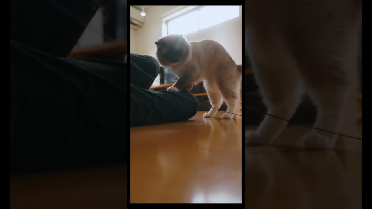 真剣になるほど仕草が面白くて可愛い笑　#猫 #ラグドール #ragdollcat