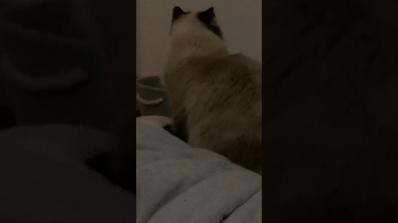 赤ちゃんふみふみからの昼寝#猫 #ヒマラヤン #ルーティン #猫のいる生活 #shorts