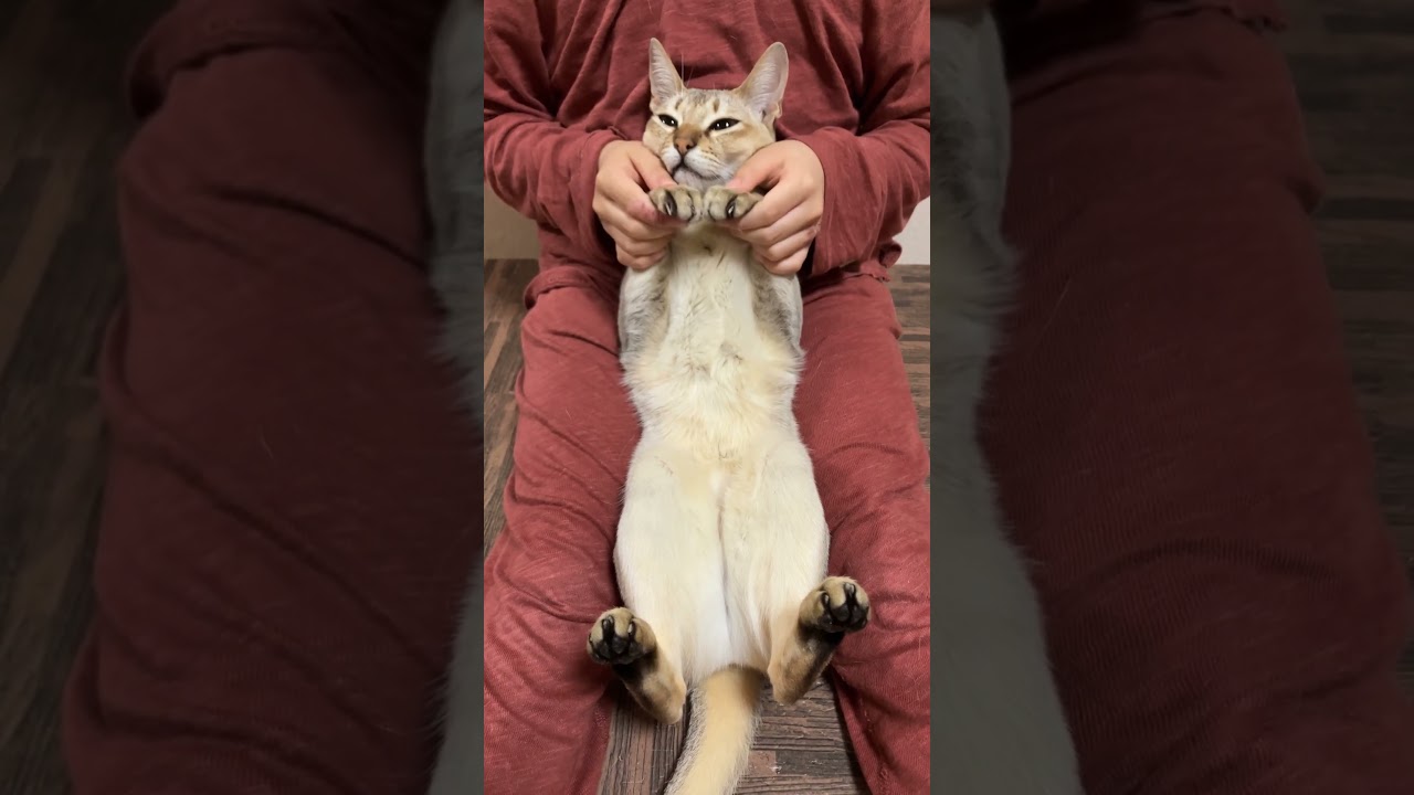 猫が「可愛くてごめん」を踊ってみた【シンガプーラ】 #shorts