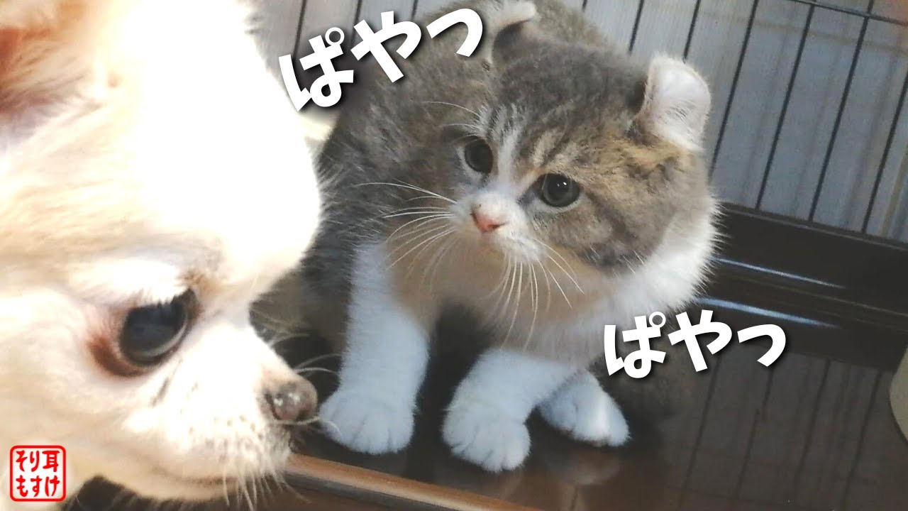 【パヤパヤ】子猫に犬のお友達を紹介したときの威嚇が可愛すぎて震える