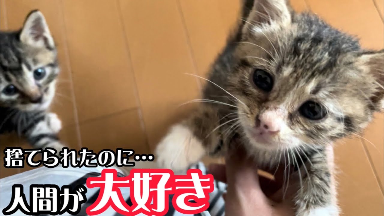 人間に捨てられたのに人間の姿を見ると駆け寄って来る子猫の姿