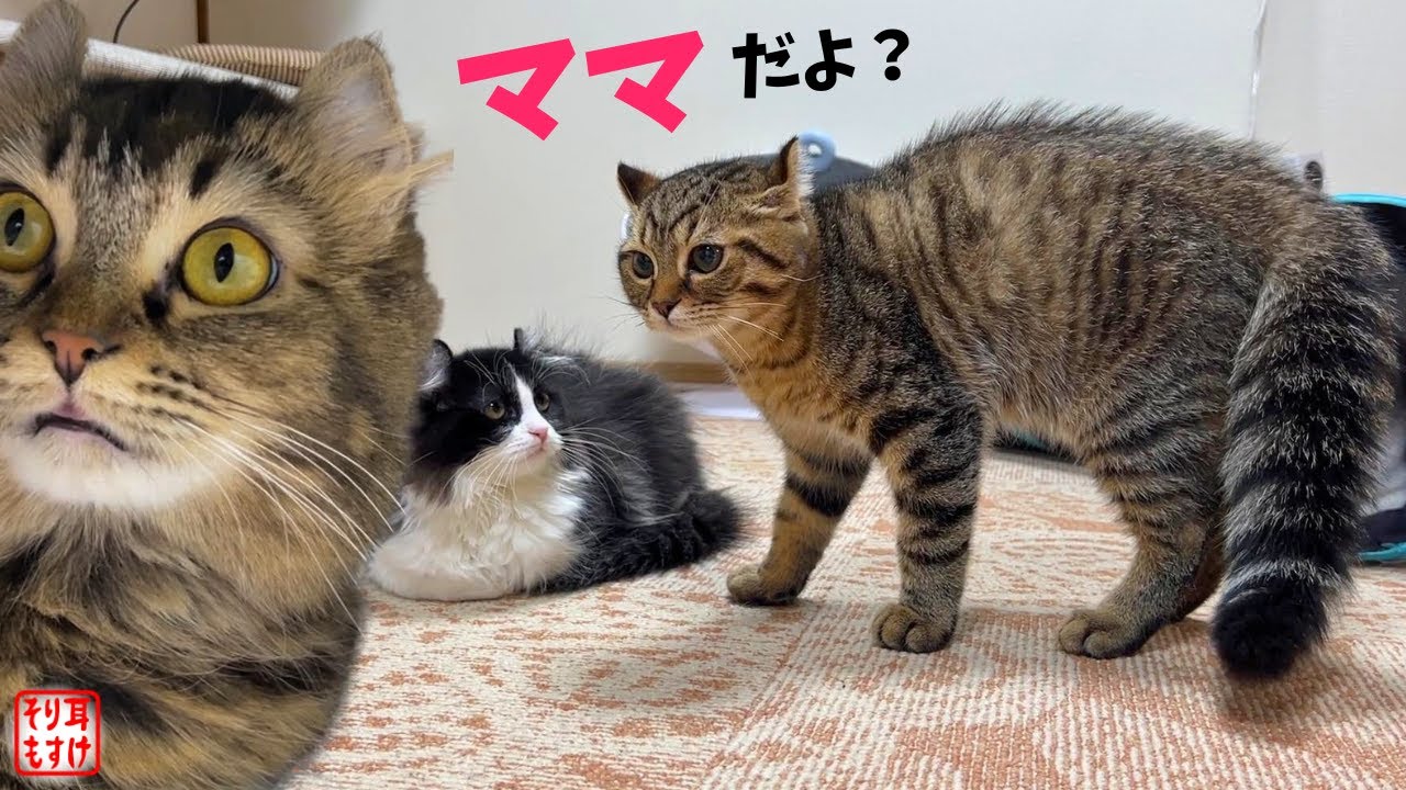 【悲報】発情期に息子が威嚇してきてまさかの展開になりました…