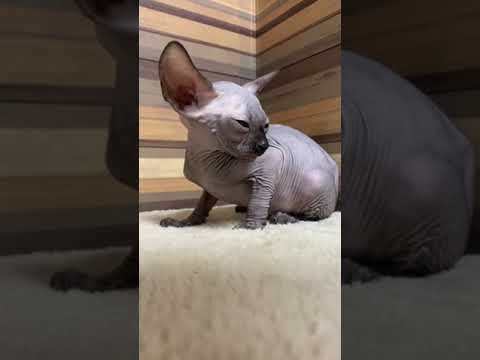 スフィンクス ブラックの女の子♡