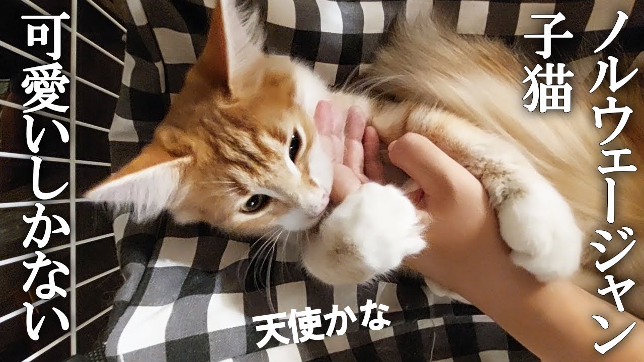 【天使】甘えん坊のノルウェージャンフォレストキャットの子猫（生後6か月）をひたすらなでなでしたりブラッシングしたり