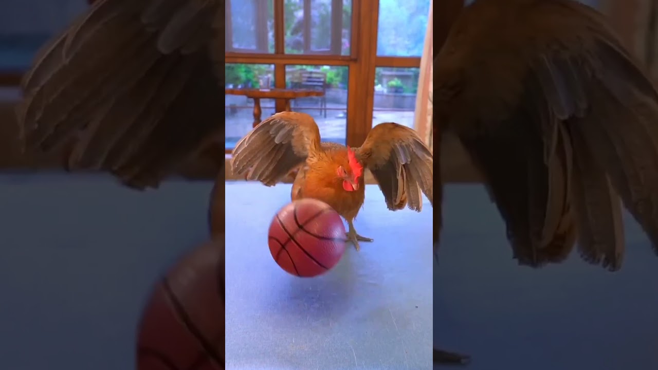 brown cat play foot ball🐱😼#youtubeshorts