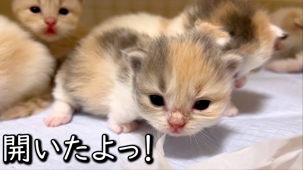 【マンチカンの子猫】やっと開いたよ！引っ越したよ！気付いてるか？な件 ∼猫のいる生活Vol.768~ 出産動画 マンチカン短足・ミヌエット・ペルシャ猫専門ブリーダー『ペット蔵人』【子猫の成長記録】