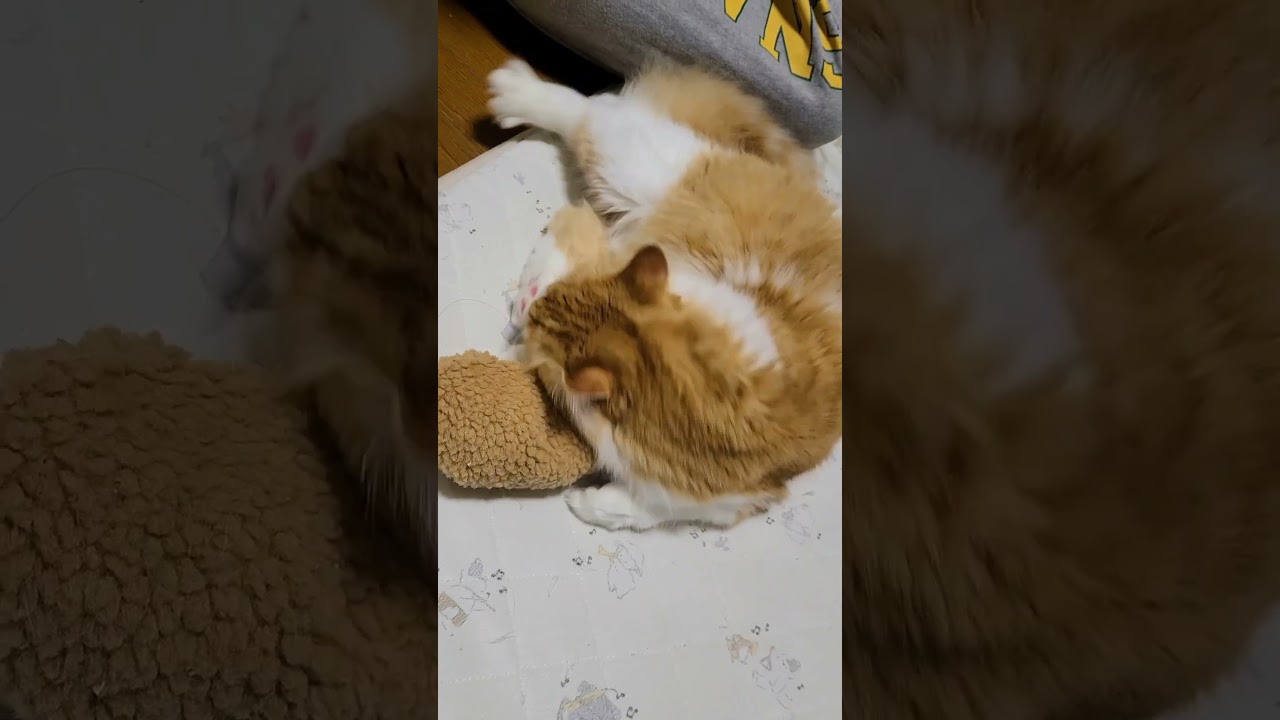 【ラガマフィン】ナツの成長！