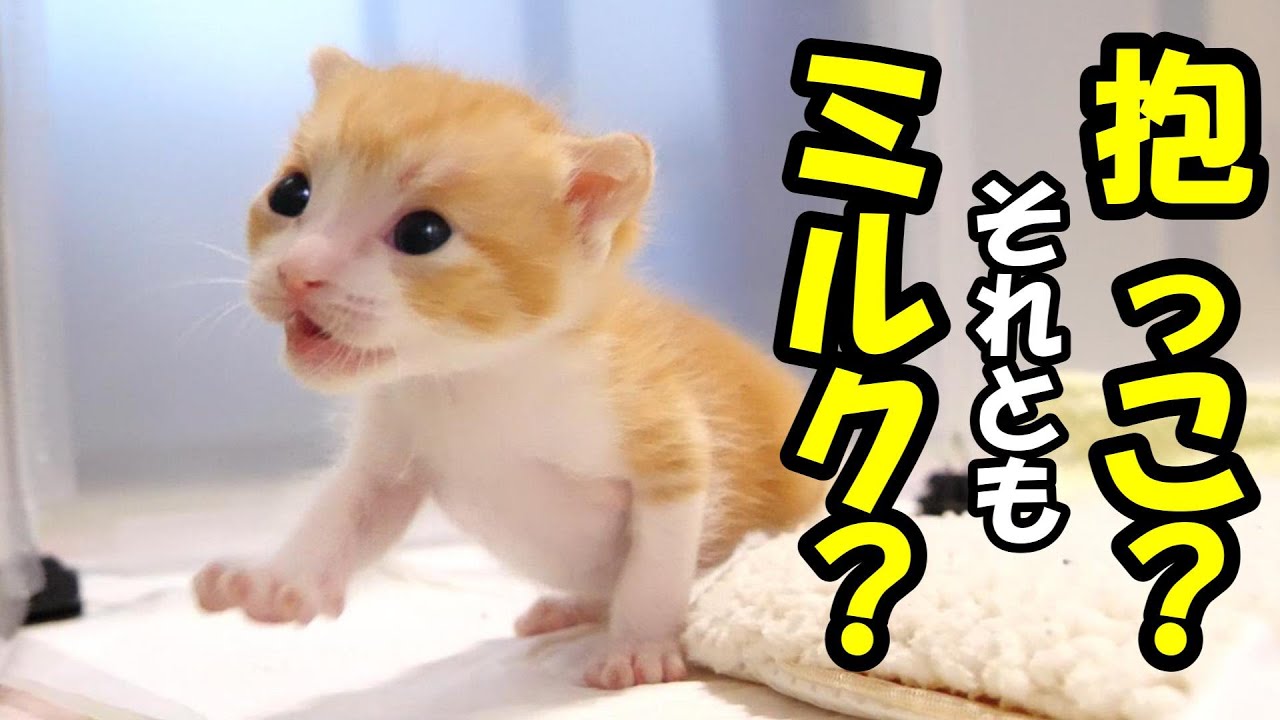 寝起きの子猫がかわいい質問をしてくる。【赤ちゃん猫　保護猫】