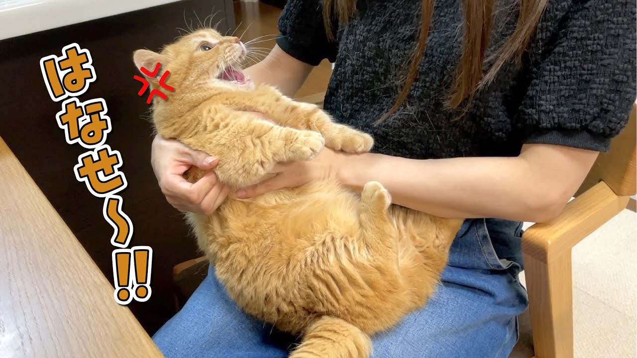 大好きなはずの姉に抱っこされた猫が怒ってこうなっちゃいました！