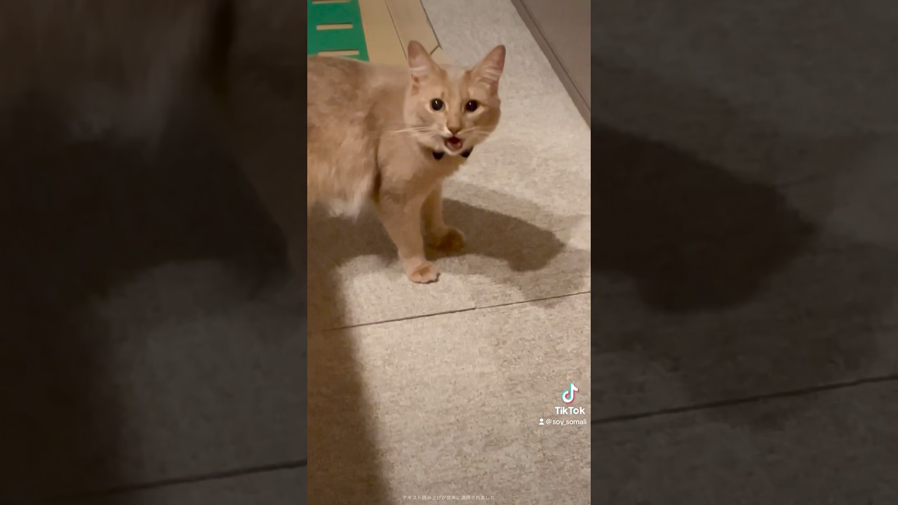 遊び過ぎた時のリアクション #short #猫 #cat