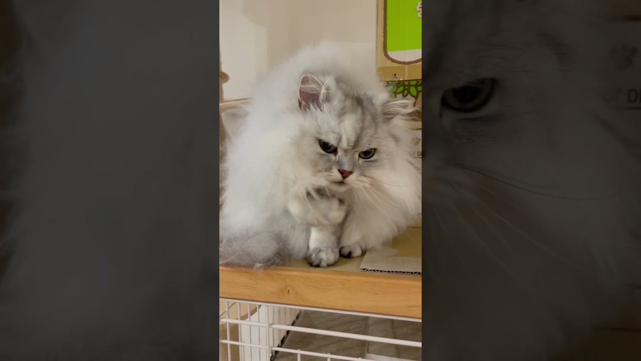 寝起きでボサボサなので身なりを整える猫 【サイベリアン】 #Shorts