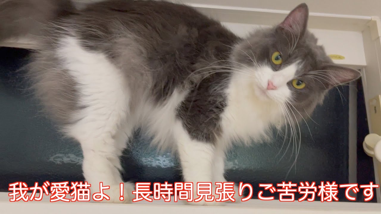 我が愛猫よ！長時間見張りご苦労様です
