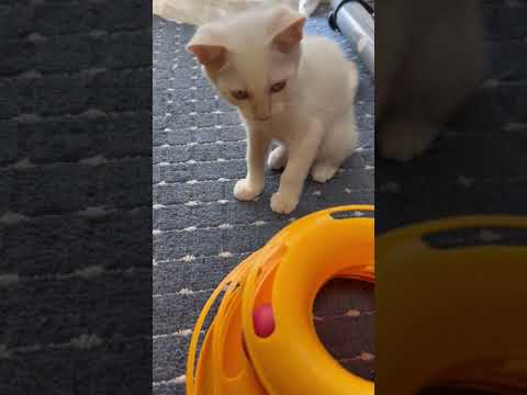 マンチカン ブルーの瞳がかっこいい レッドポイント