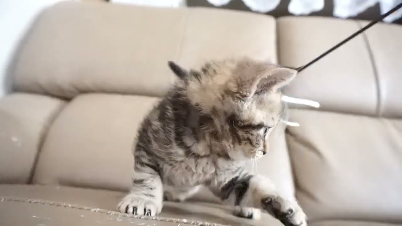 セルカークレックス子猫　2023.6.14産まれ 　ブラウンタビー　　男の子　シーダキャット猫のお店