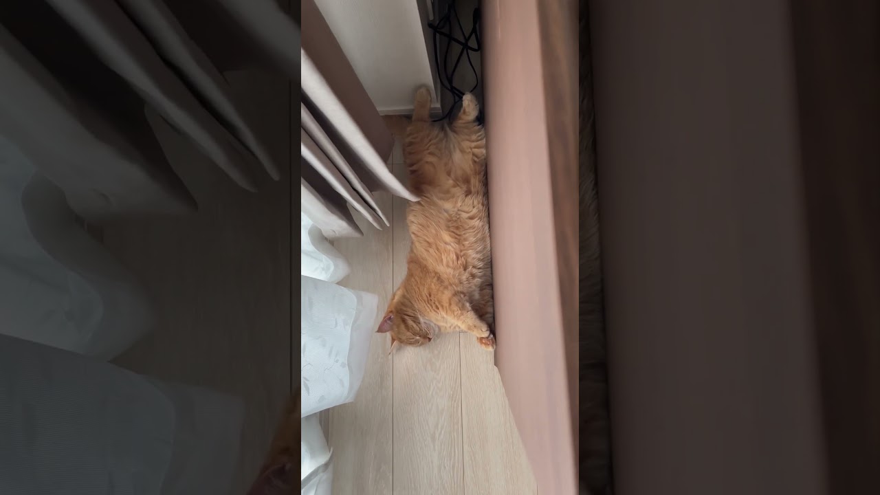 寝方の癖が強い短足マンチカン#shorts #ねこ #cat #短足マンチカン #猫