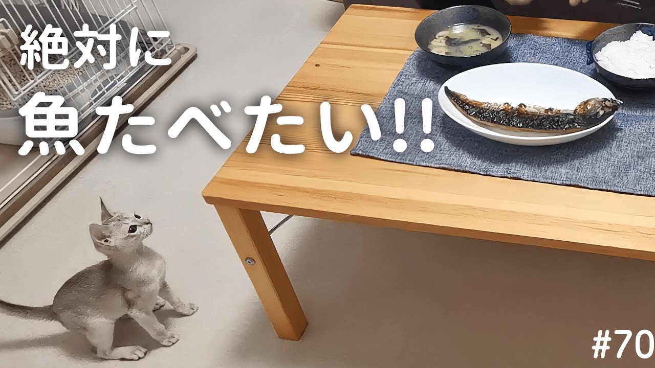 魚が欲しくて突撃してくる子猫がかわいい…【シンガプーラ】
