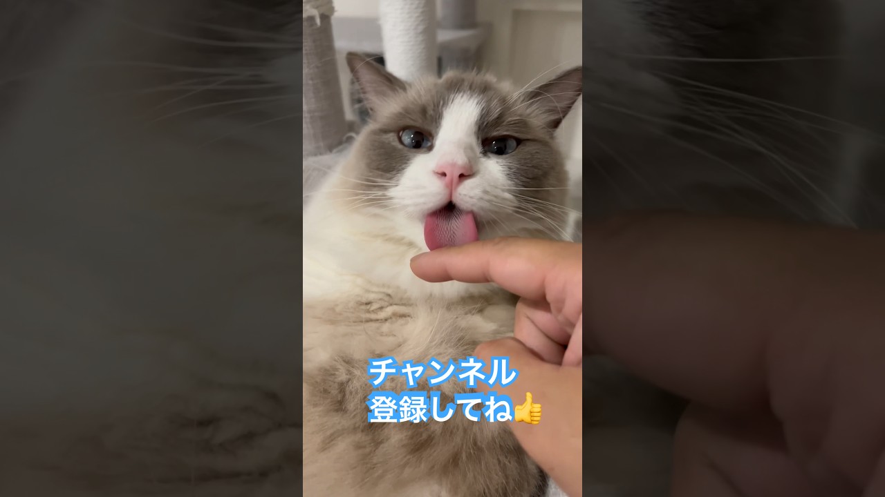 毛繕いついでに、つい咬んでしまうラグドール🙄#shorts#ラグドール