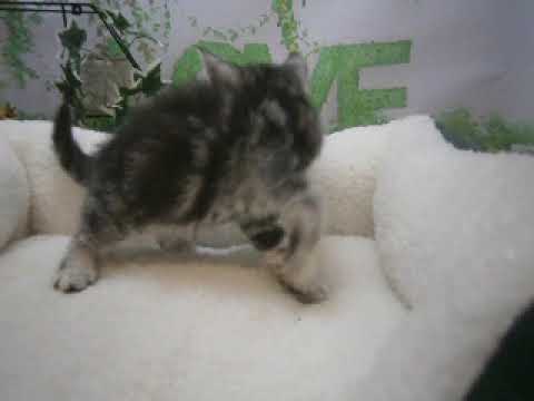 636251 アメリカンショートヘアー