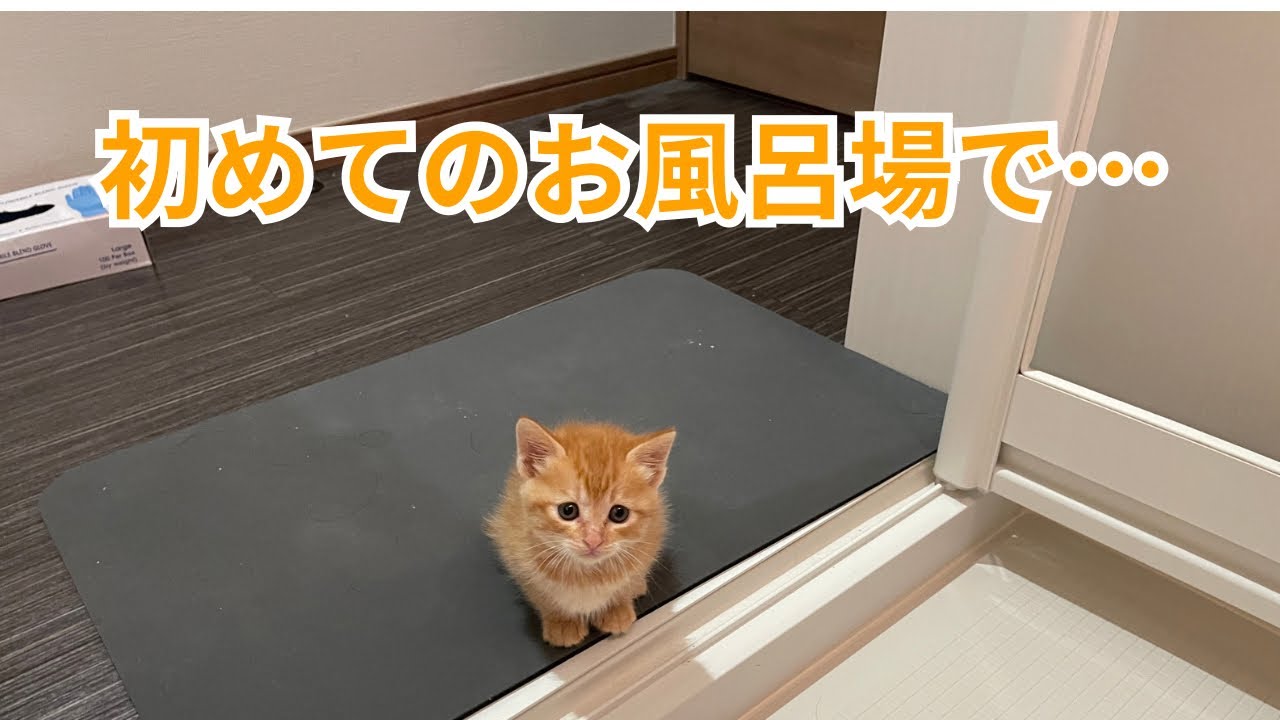 【子猫】茶トラの子猫が初めてお風呂場にやってきました！