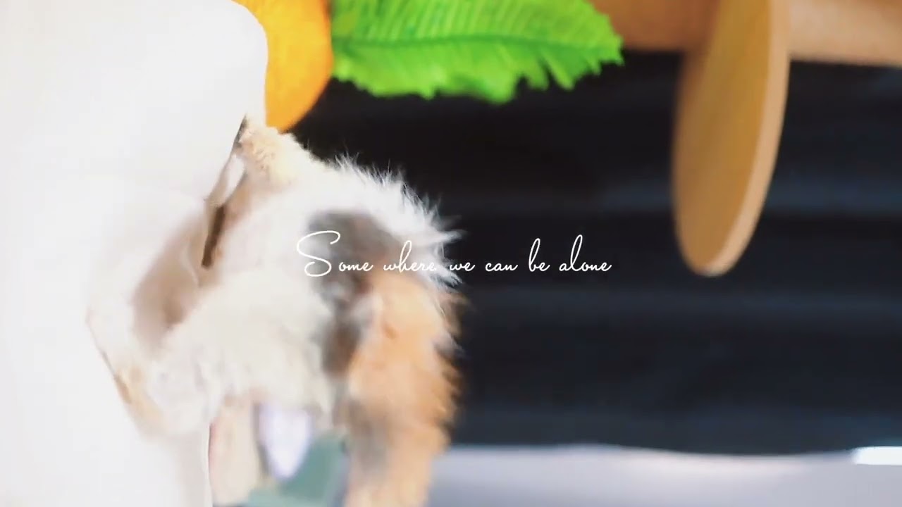 セルカークレックス クリクリ目😻キャリコの長巻き毛です✨