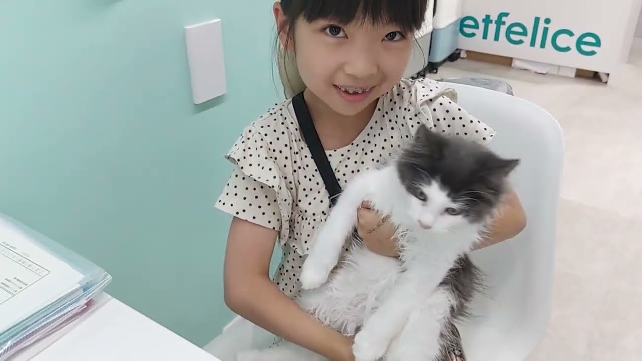 【純血種の保護猫という選択】ノルウェージャンもサイベリアンもメインクーンも、純血種の里親募集も結構あるという話