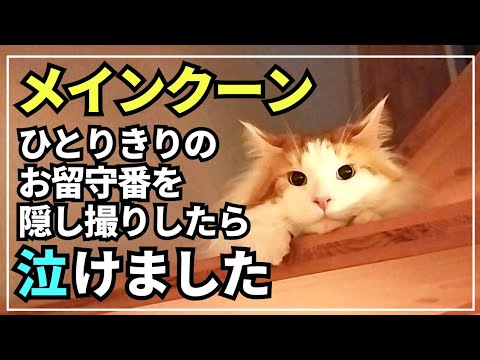 【涙】大型猫メインクーンのお留守番を隠し撮りしたら、健気すぎて泣けました😿