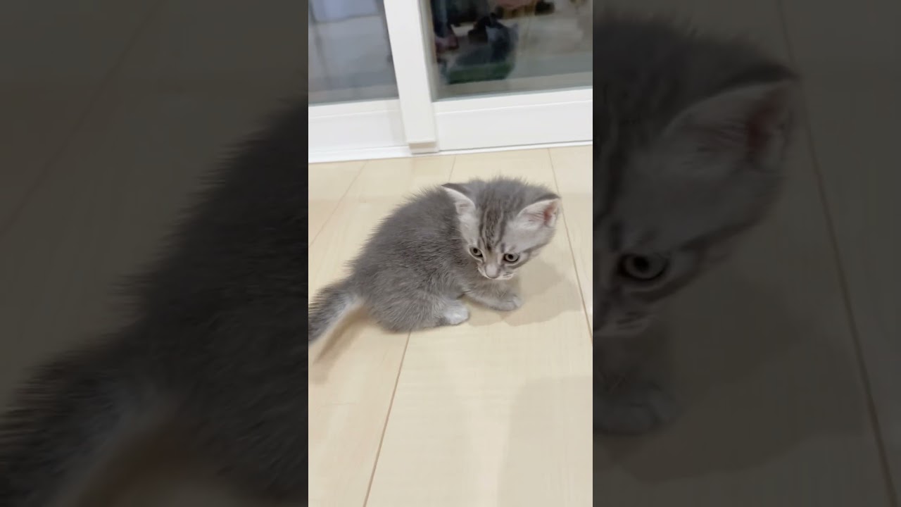 可愛い短足マンチカンちゃん🩷 【お問合せ詳細は説明欄に記載あります】 #猫 #マンチカン #ミヌエット #子猫販売 #猫のいる暮らし #猫動画 #ブリーダー直販 #ラパーマ #子猫 #スクーカム