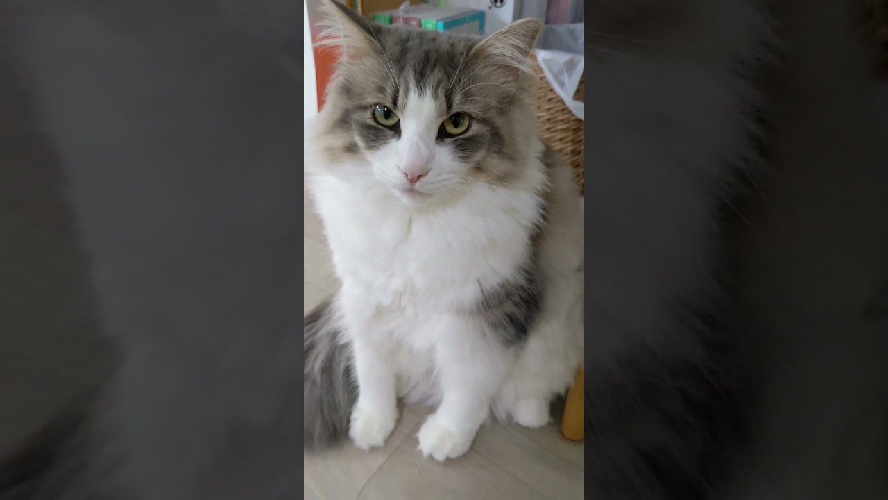 ちょっとかわいい。猫の内股座り。【ノルウェージャンフォレストキャット】＃Shorts