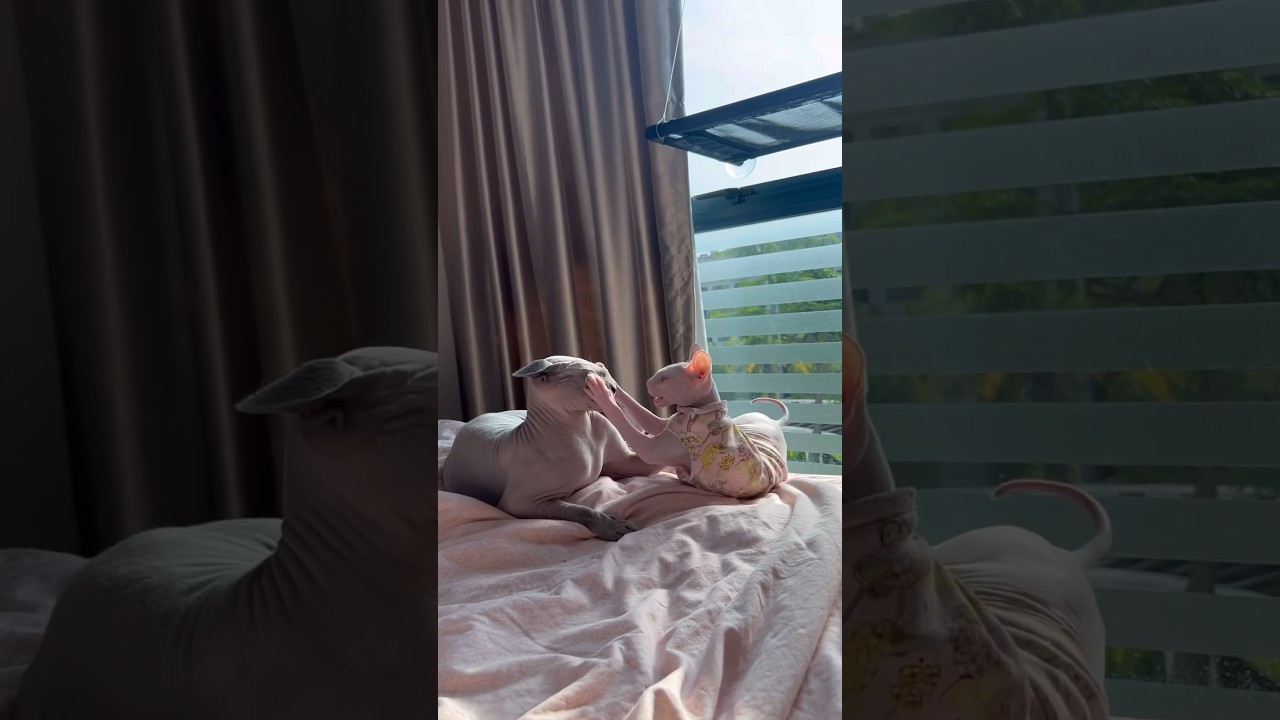 毛のない猫たちのゆるい喧嘩【スフィンクス猫】