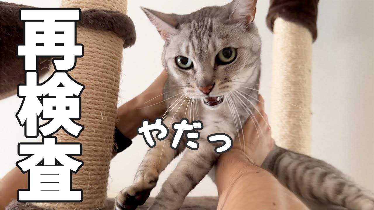 【ご報告】マロちゃんの肝機能の再検査に行ってきました！